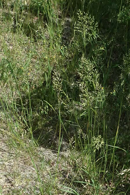 Trisetum flavescens \ Wiesen-Goldhafer / Yellow Oat Grass, D Eiersheim 31.5.2025