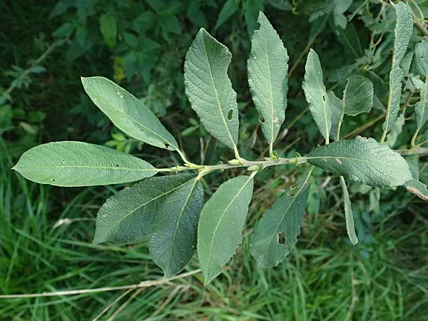 Salix cinerea \ Grau-Weide, Asch-Weide / Grey Willow, D Otzberg 16.8.2025