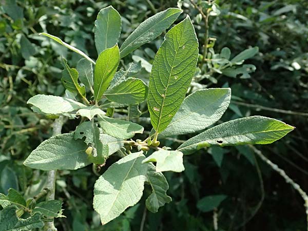 Salix cinerea \ Grau-Weide, Asch-Weide / Grey Willow, D Otzberg 16.8.2025