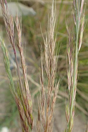 Festuca myuros \ M�useschwanz-Federschwingel, Gew�hnlicher Federschwingel / Rat's-Tail Fescue, D Waltrop 14.6.2018