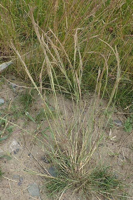 Festuca myuros \ M�useschwanz-Federschwingel, Gew�hnlicher Federschwingel / Rat's-Tail Fescue, D Waltrop 14.6.2018