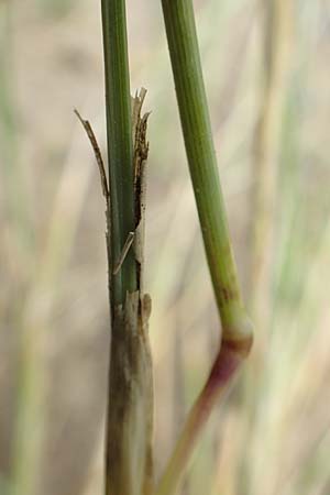 Festuca myuros \ M�useschwanz-Federschwingel, Gew�hnlicher Federschwingel / Rat's-Tail Fescue, D Waltrop 14.6.2018