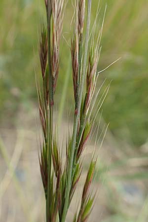 Festuca myuros \ M�useschwanz-Federschwingel, Gew�hnlicher Federschwingel / Rat's-Tail Fescue, D Waltrop 14.6.2018