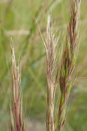 Festuca myuros \ M�useschwanz-Federschwingel, Gew�hnlicher Federschwingel / Rat's-Tail Fescue, D Waltrop 14.6.2018