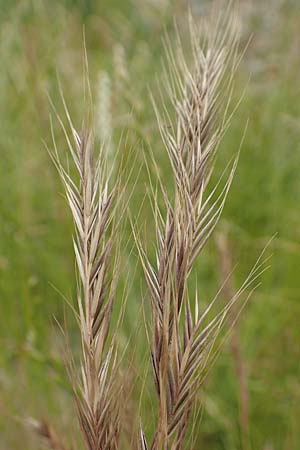 Festuca myuros \ M�useschwanz-Federschwingel, Gew�hnlicher Federschwingel / Rat's-Tail Fescue, D Waltrop 14.6.2018