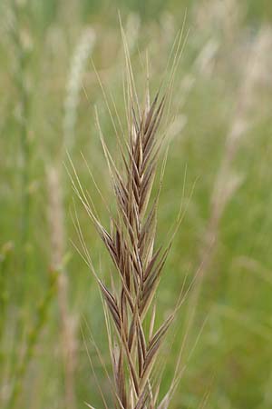 Festuca myuros \ M�useschwanz-Federschwingel, Gew�hnlicher Federschwingel / Rat's-Tail Fescue, D Waltrop 14.6.2018