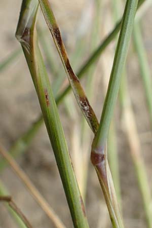 Festuca myuros \ M�useschwanz-Federschwingel, Gew�hnlicher Federschwingel / Rat's-Tail Fescue, D Waltrop 14.6.2018