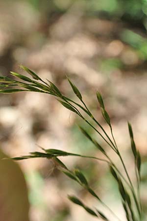Poa nemoralis \ Hain-Rispengras / Wood Meadow Grass, D Neustadt an der Weinstra&szlig;e 2.6.2019