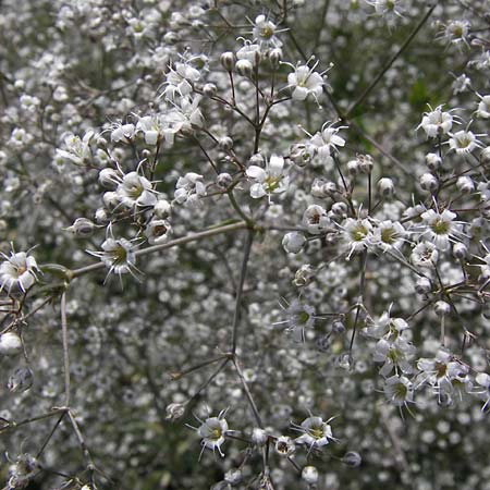 Gypsophila paniculata \ Schleierkraut / Chalk Plant, Baby's Breath, D Mainz 30.6.2012