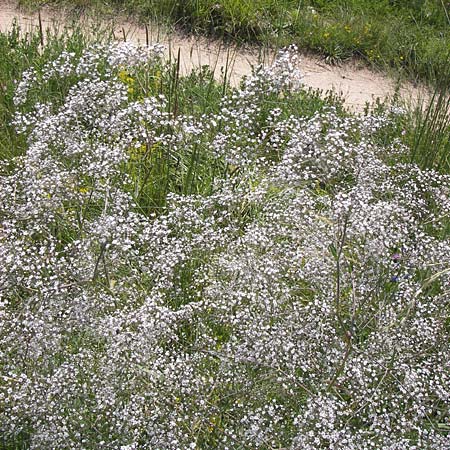Gypsophila paniculata \ Schleierkraut / Chalk Plant, Baby's Breath, D Mainz 30.6.2012