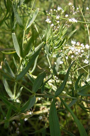 Gypsophila paniculata \ Schleierkraut / Chalk Plant, Baby's Breath, D Mainz 30.6.2012