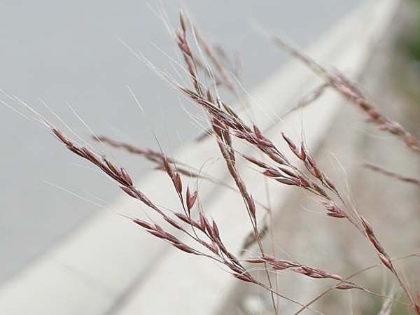 Apera spica-venti \ Acker-Windhalm / Loose Silky-Bent, D Waltrop 14.6.2018