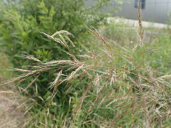 Apera spica-venti \ Acker-Windhalm / Loose Silky-Bent, D Waltrop 14.6.2018