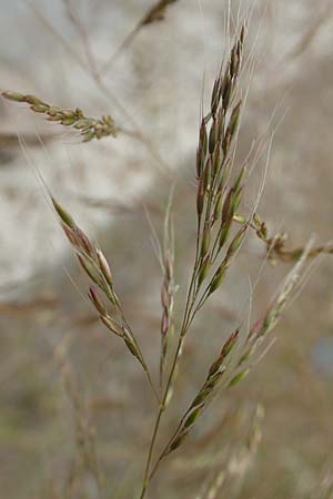 Apera spica-venti \ Acker-Windhalm / Loose Silky-Bent, D Waltrop 14.6.2018