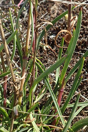 Gypsophila paniculata \ Schleierkraut / Chalk Plant, Baby's Breath, D Mainz 10.10.2018