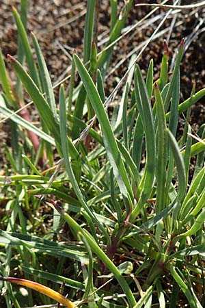Gypsophila paniculata \ Schleierkraut / Chalk Plant, Baby's Breath, D Mainz 10.10.2018