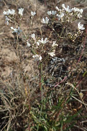 Gypsophila paniculata \ Schleierkraut / Chalk Plant, Baby's Breath, D Mainz 10.10.2018