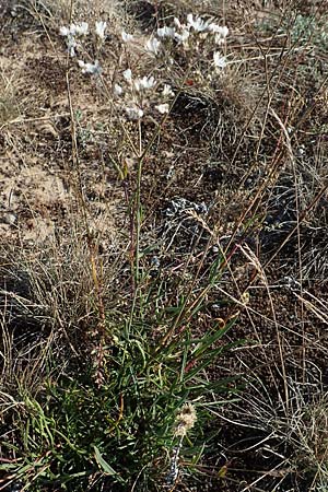Gypsophila paniculata \ Schleierkraut / Chalk Plant, Baby's Breath, D Mainz 10.10.2018