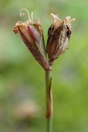 Petrorhagia saxifraga \ Steinbrech-Felsennelke / Tunic Flower, D Mannheim 15.10.2019