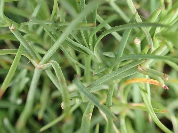Petrorhagia saxifraga \ Steinbrech-Felsennelke / Tunic Flower, D Mannheim 15.10.2019