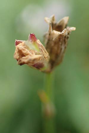 Petrorhagia saxifraga \ Steinbrech-Felsennelke / Tunic Flower, D Mannheim 15.10.2019