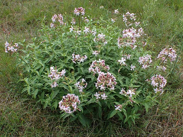 Saponaria officinalis \ Gemeines Seifenkraut / Soapwort, D Lampertheim 27.8.2021