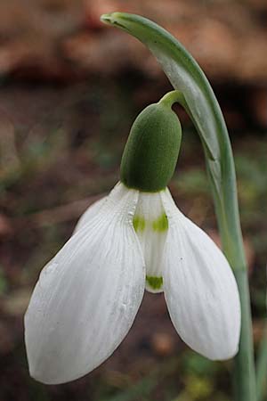 Galanthus elwesii x nivalis, Hybrid-Schneegl�ckchen