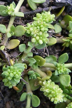 Herniaria glabra \ Kahles Bruchkraut / Rupture-Wort, D Mannheim 18.7.2008