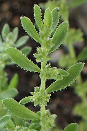 Herniaria hirsuta \ Behaartes Bruchkraut / Hairy Rupture-Wort, D Niederalteich 31.7.2021