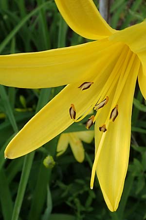 Hemerocallis lilioasphodelus \ Fr�he Wiesen-Taglilie / Yellow Day Lily, Lemon Day Lily, D  20.5.2023