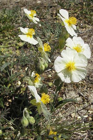 Helianthemum apenninum \ Apennin-Sonnenr�schen / White Rock-Rose, D Karlstadt 30.4.2007