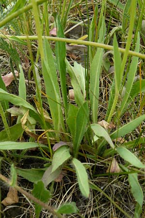 Hieracium arvicola \ Rain-Habichtskraut / Lynchet Hawkweed, D Theisbergstegen 24.5.2015
