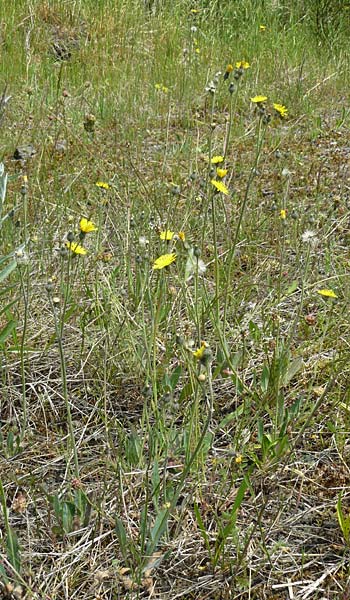 Hieracium aridum \ Trockenheitsliebendes Habichtskraut / Hawkweed, D Alsenz 6.6.2015
