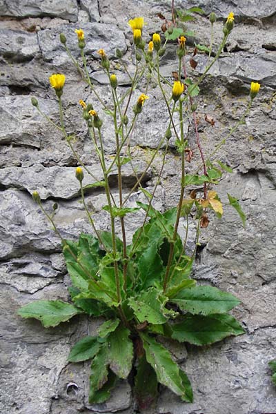 Hieracium amplexicaule \ St�ngelumfassendes Habichtskraut / Sticky Hawkweed, D Bad Wimpfen 30.5.2015