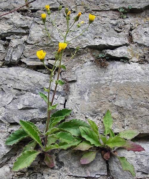 Hieracium amplexicaule \ St�ngelumfassendes Habichtskraut / Sticky Hawkweed, D Bad Wimpfen 30.5.2015