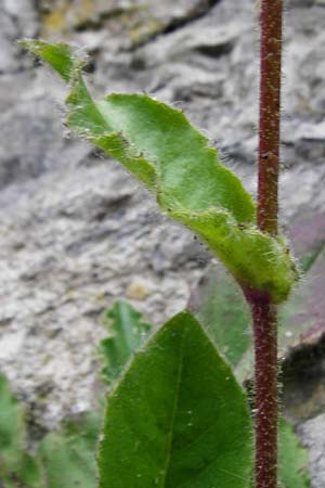 Hieracium amplexicaule \ St�ngelumfassendes Habichtskraut / Sticky Hawkweed, D Bad Wimpfen 30.5.2015