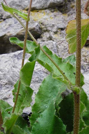 Hieracium amplexicaule \ St�ngelumfassendes Habichtskraut / Sticky Hawkweed, D Bad Wimpfen 30.5.2015