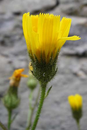Hieracium amplexicaule \ St�ngelumfassendes Habichtskraut / Sticky Hawkweed, D Bad Wimpfen 30.5.2015