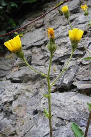 Hieracium amplexicaule \ St�ngelumfassendes Habichtskraut / Sticky Hawkweed, D Bad Wimpfen 30.5.2015