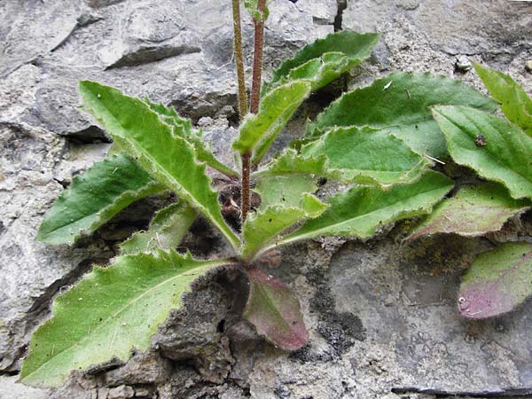 Hieracium amplexicaule \ St�ngelumfassendes Habichtskraut / Sticky Hawkweed, D Bad Wimpfen 30.5.2015