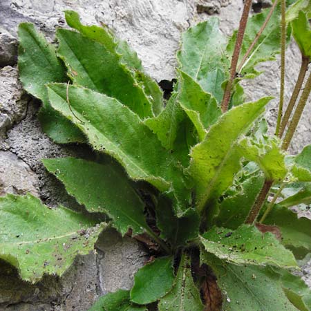 Hieracium amplexicaule \ St�ngelumfassendes Habichtskraut / Sticky Hawkweed, D Bad Wimpfen 30.5.2015