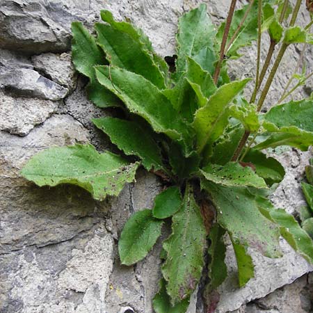 Hieracium amplexicaule \ St�ngelumfassendes Habichtskraut / Sticky Hawkweed, D Bad Wimpfen 30.5.2015