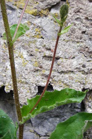 Hieracium amplexicaule \ St�ngelumfassendes Habichtskraut / Sticky Hawkweed, D Bad Wimpfen 30.5.2015