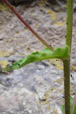 Hieracium amplexicaule \ St�ngelumfassendes Habichtskraut / Sticky Hawkweed, D Bad Wimpfen 30.5.2015