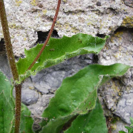 Hieracium amplexicaule \ St�ngelumfassendes Habichtskraut / Sticky Hawkweed, D Bad Wimpfen 30.5.2015