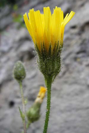 Hieracium amplexicaule \ St�ngelumfassendes Habichtskraut / Sticky Hawkweed, D Bad Wimpfen 30.5.2015