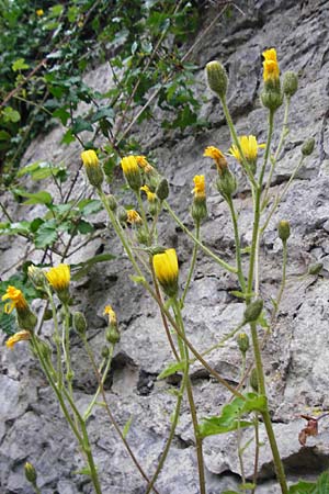 Hieracium amplexicaule \ St�ngelumfassendes Habichtskraut / Sticky Hawkweed, D Bad Wimpfen 30.5.2015