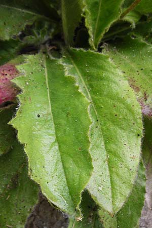 Hieracium amplexicaule \ St�ngelumfassendes Habichtskraut / Sticky Hawkweed, D Bad Wimpfen 30.5.2015