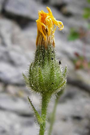 Hieracium amplexicaule \ St�ngelumfassendes Habichtskraut / Sticky Hawkweed, D Bad Wimpfen 30.5.2015