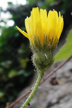Hieracium amplexicaule \ St�ngelumfassendes Habichtskraut / Sticky Hawkweed, D Bad Wimpfen 30.5.2015